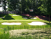 Treetops