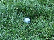 Deep rough at U.S Amateur Championship
